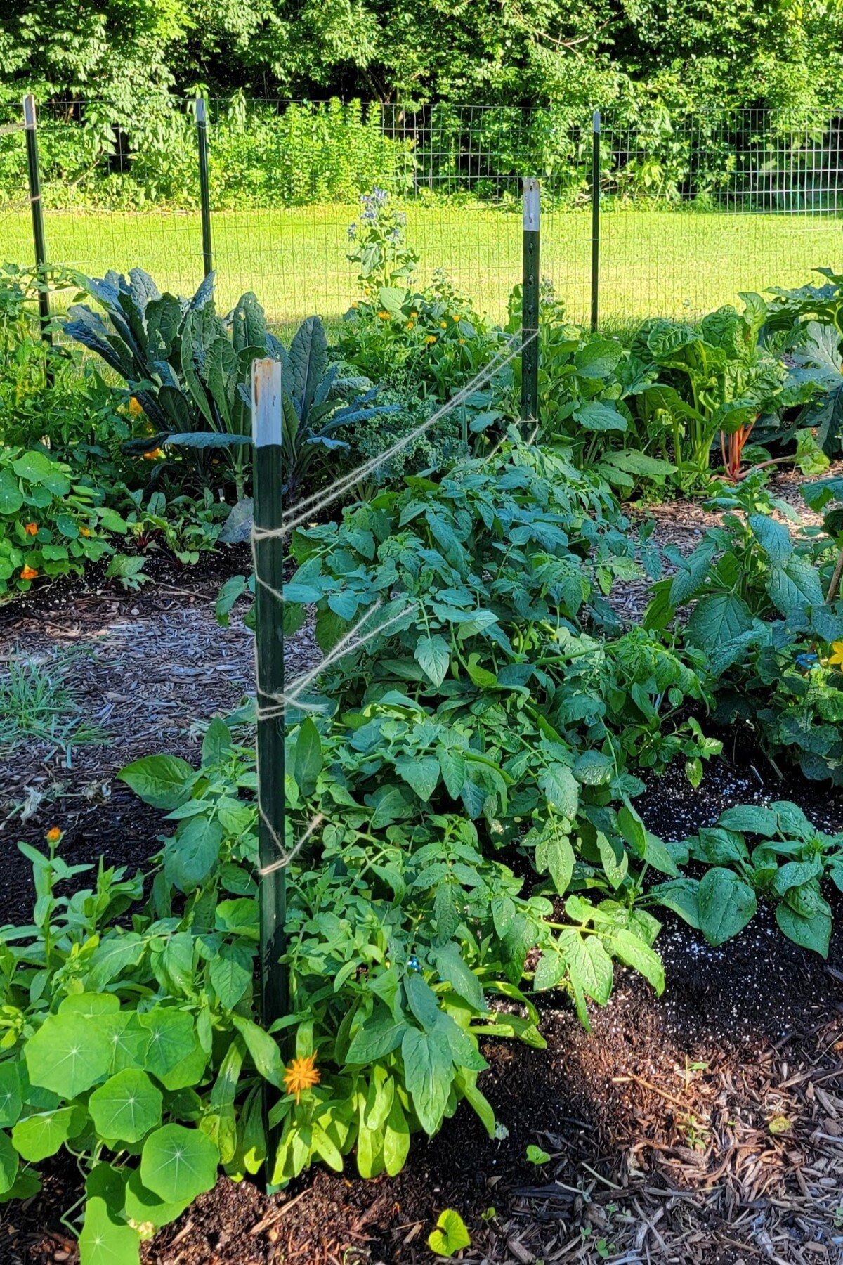 Tomato plants in a garden supported with the Florida Weave method Tomato plants in a garden supported with the Florida Weave method