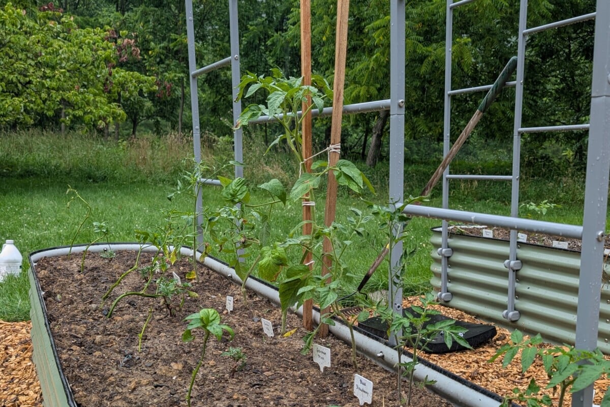 Stunted plants growing in a raised bed garden.