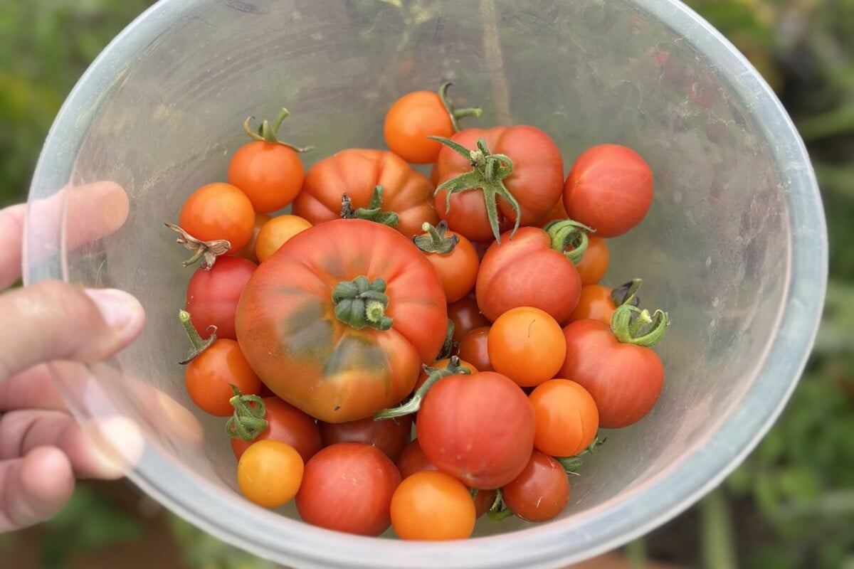 Hand holding a bowl full of tomatoes Hand holding a bowl full of tomatoes