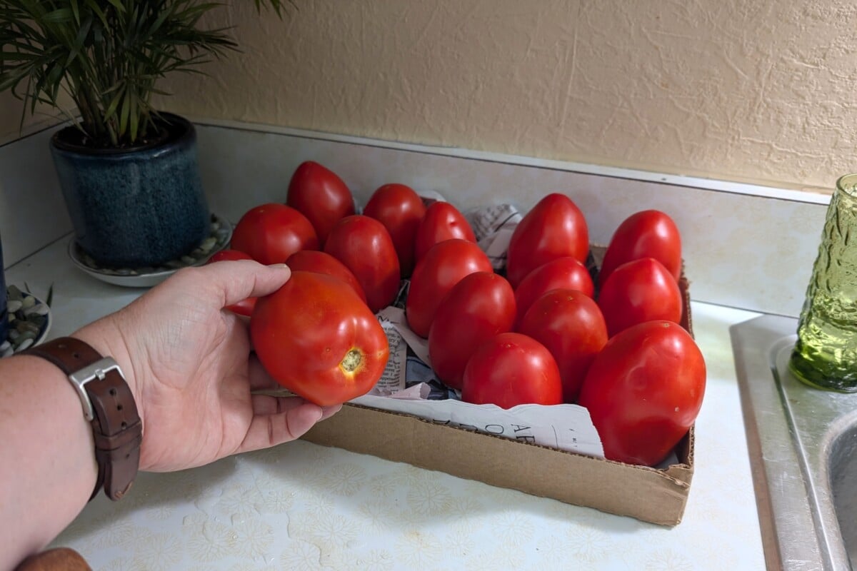 Cardboard tray with newspaper, tomatoes sitting in tray, woman's hand holding a tomato.