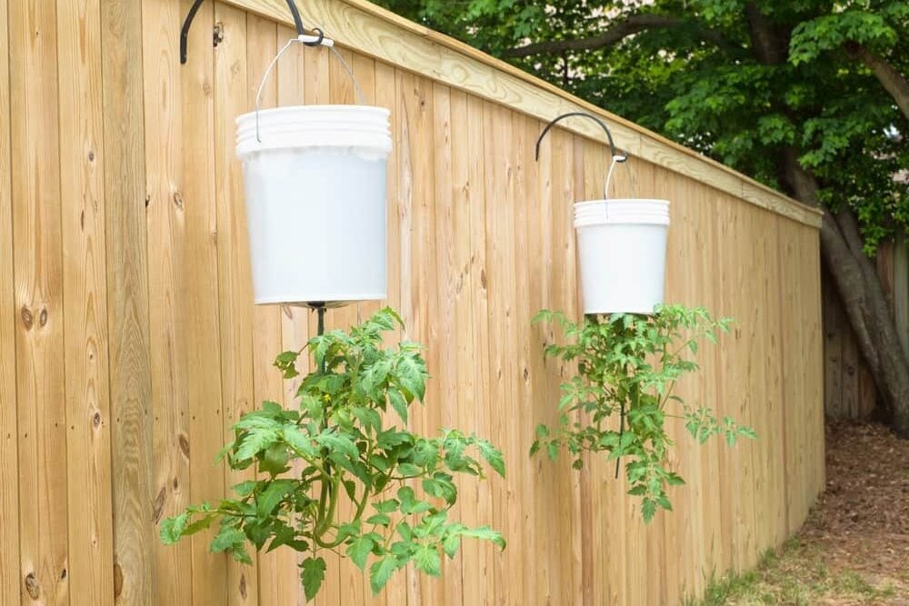 Two 5-gallon buckets hung on a fence with tomato plants growing out the bottom of them. Two 5-gallon buckets hung on a fence with tomato plants growing out the bottom of them.