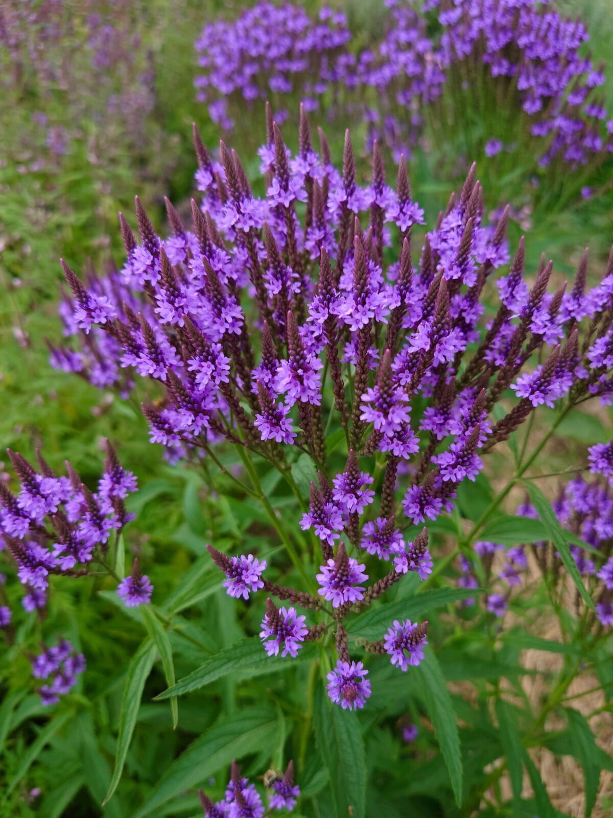 American blue vervain