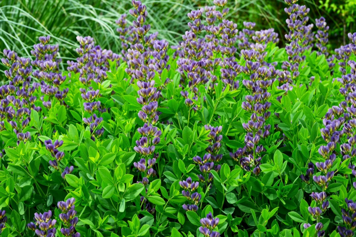 False indigo
