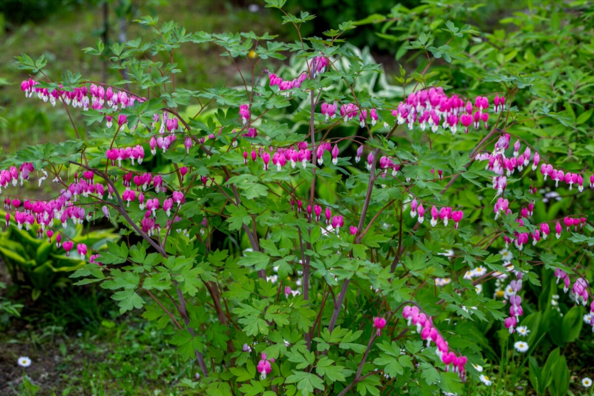 Bleeding Heart