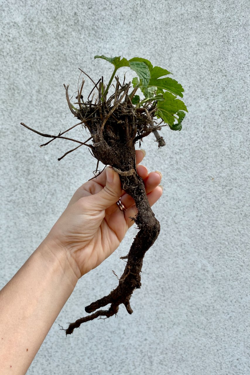 woman's hand holding long taproot
