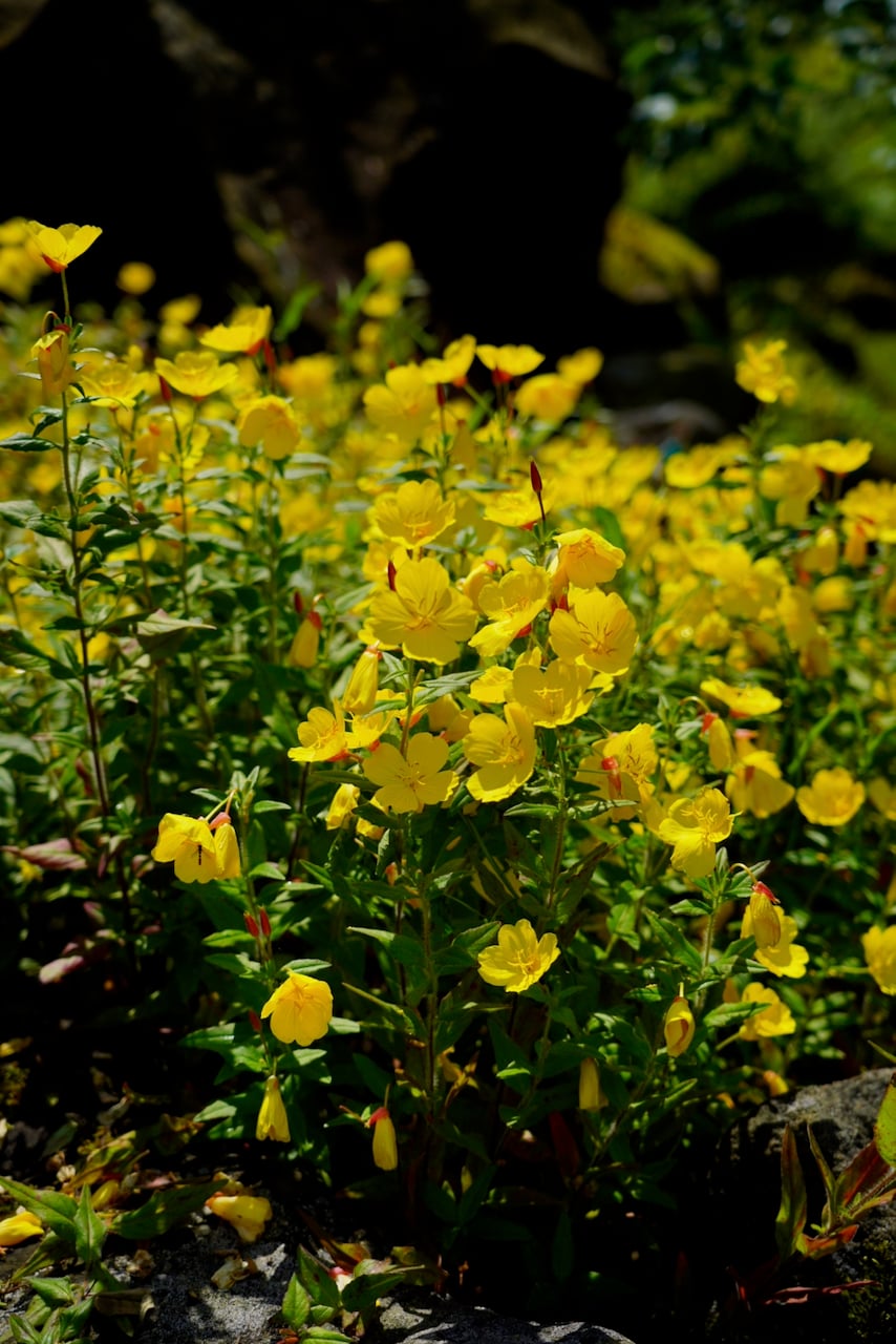 Evening primrose (Oenothera macrocarpa)