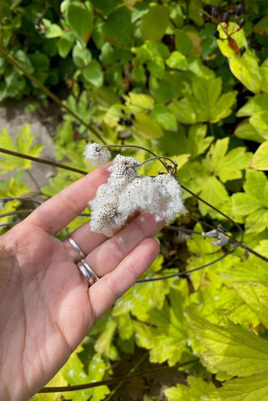 Fall anemone seeds