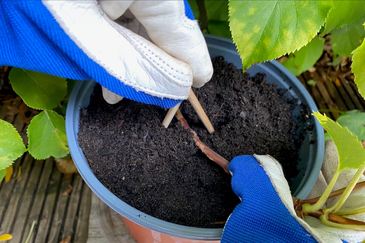 Layering in a pot with soil