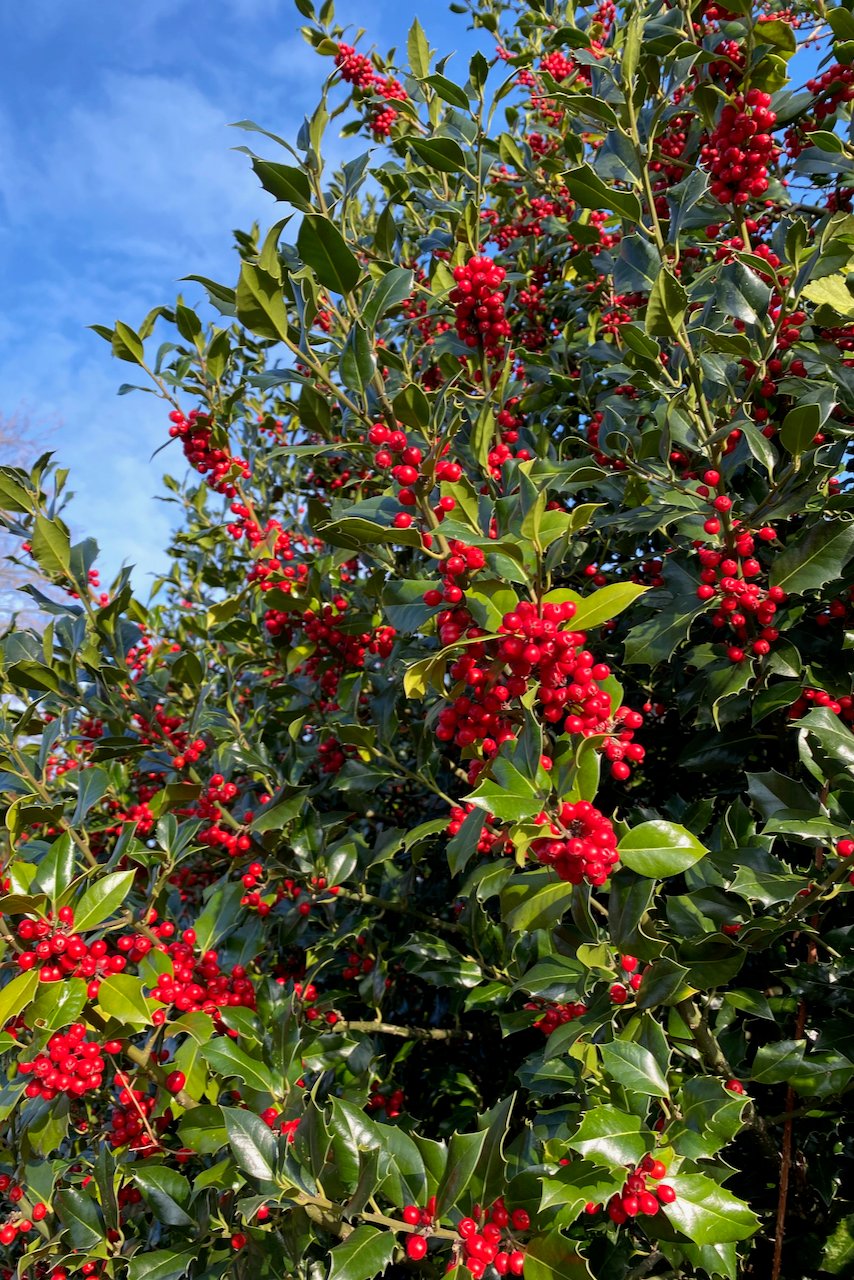 Holly shrub