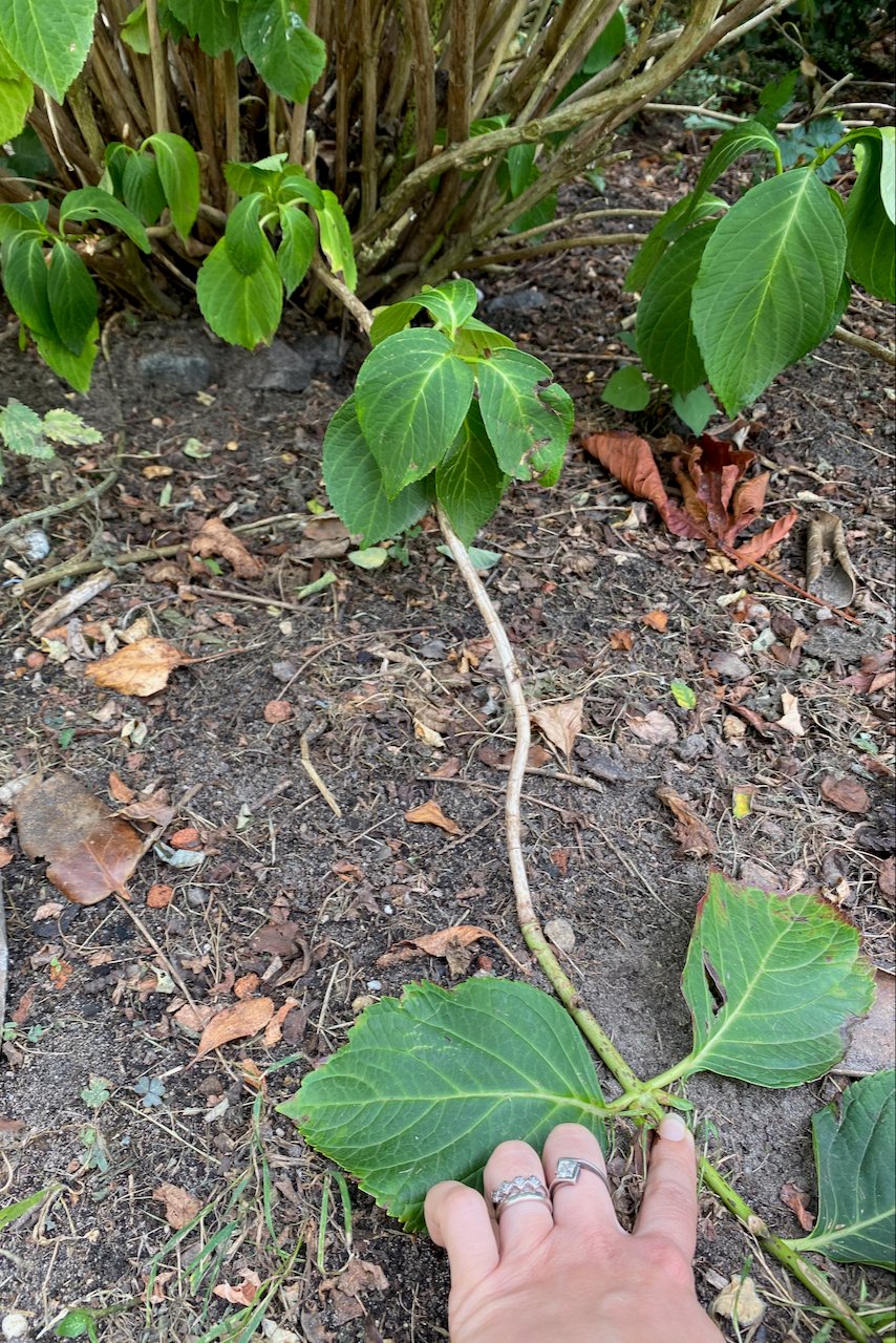 50+ Perennials You Can Propagate by Layering This Fall, image size:854x1280