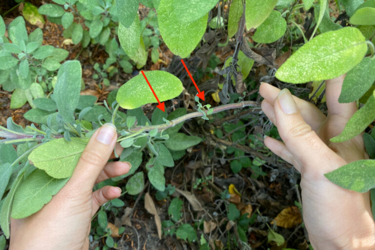 Drop Layering 50+ Perennials You Can Propagate by Layering This Fall
