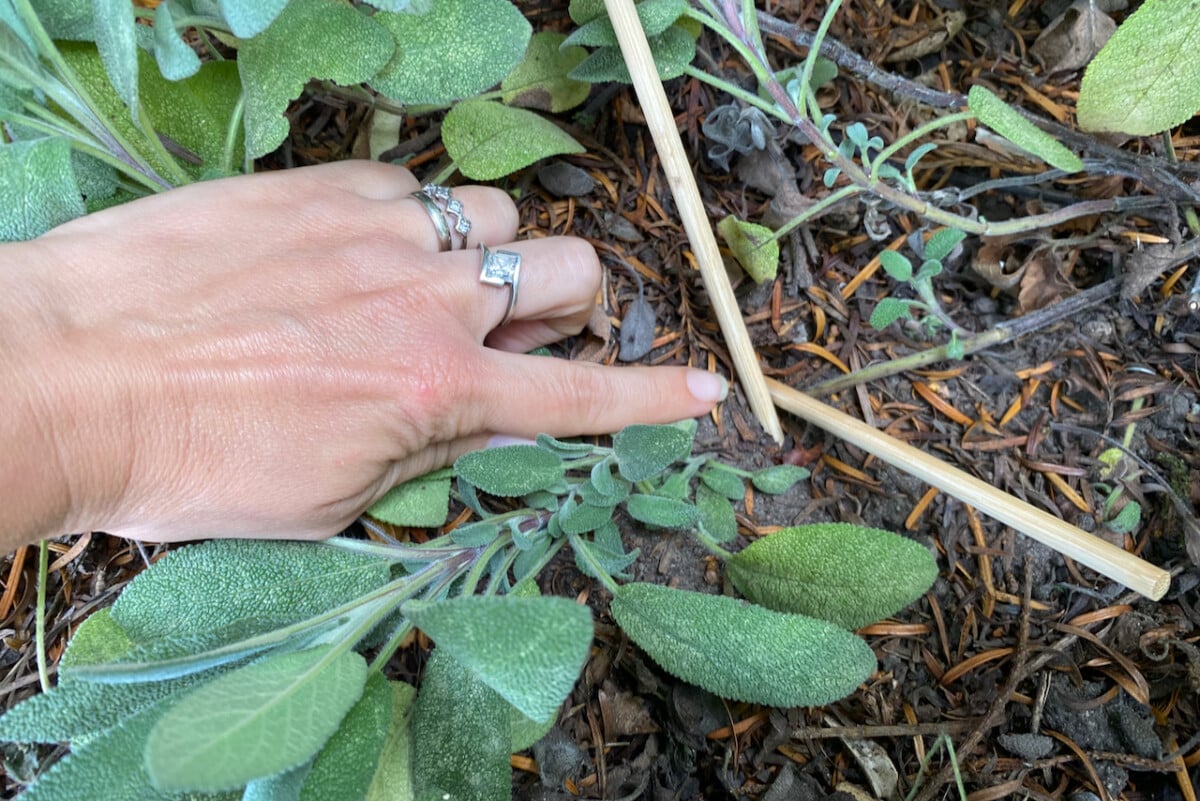 Chopsticks used to secure sage plant while layering it.