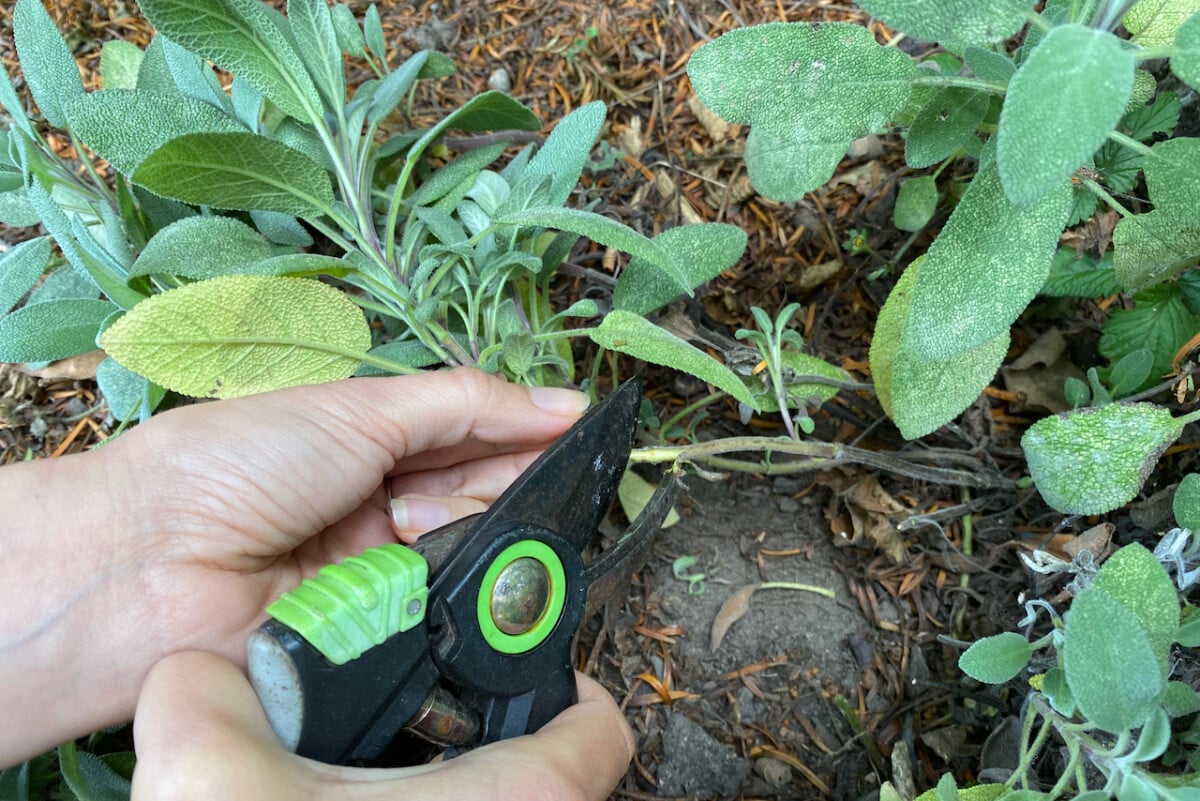 Woman's hands using pruners to scrape the stem of sage plant