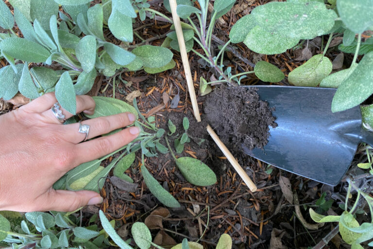 50+ Perennials You Can Propagate by Layering This Fall