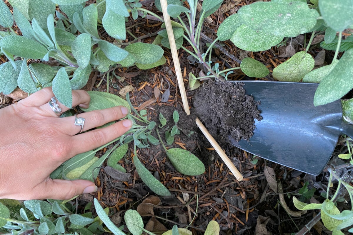 woman's hand holding down sage plant, trowel adding dirt to layering