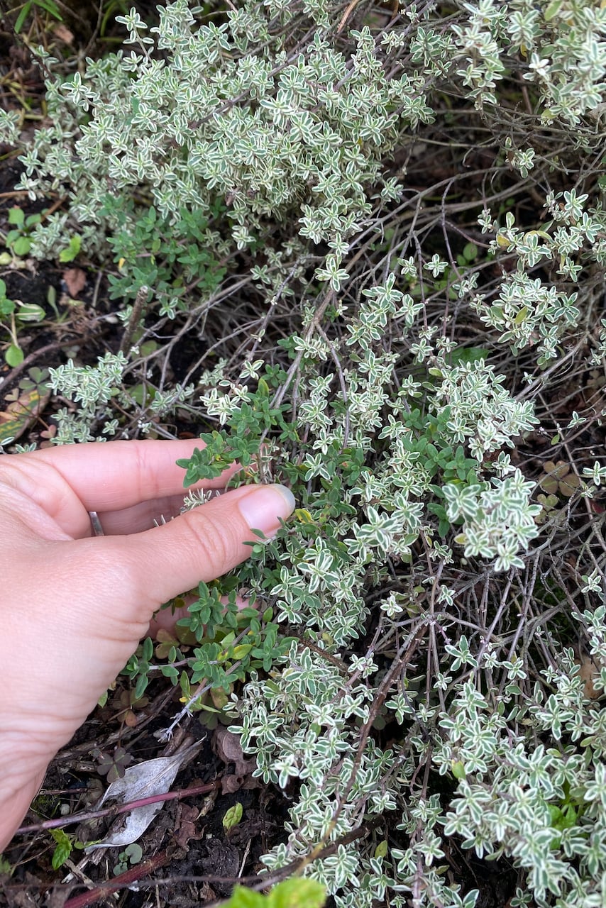 Woman's hand holding thyme stems