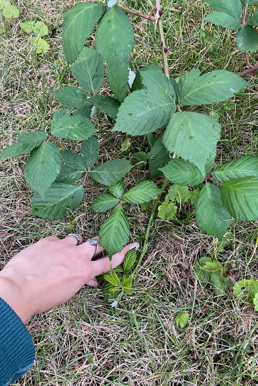 Woman's hand holding down blackbery cane