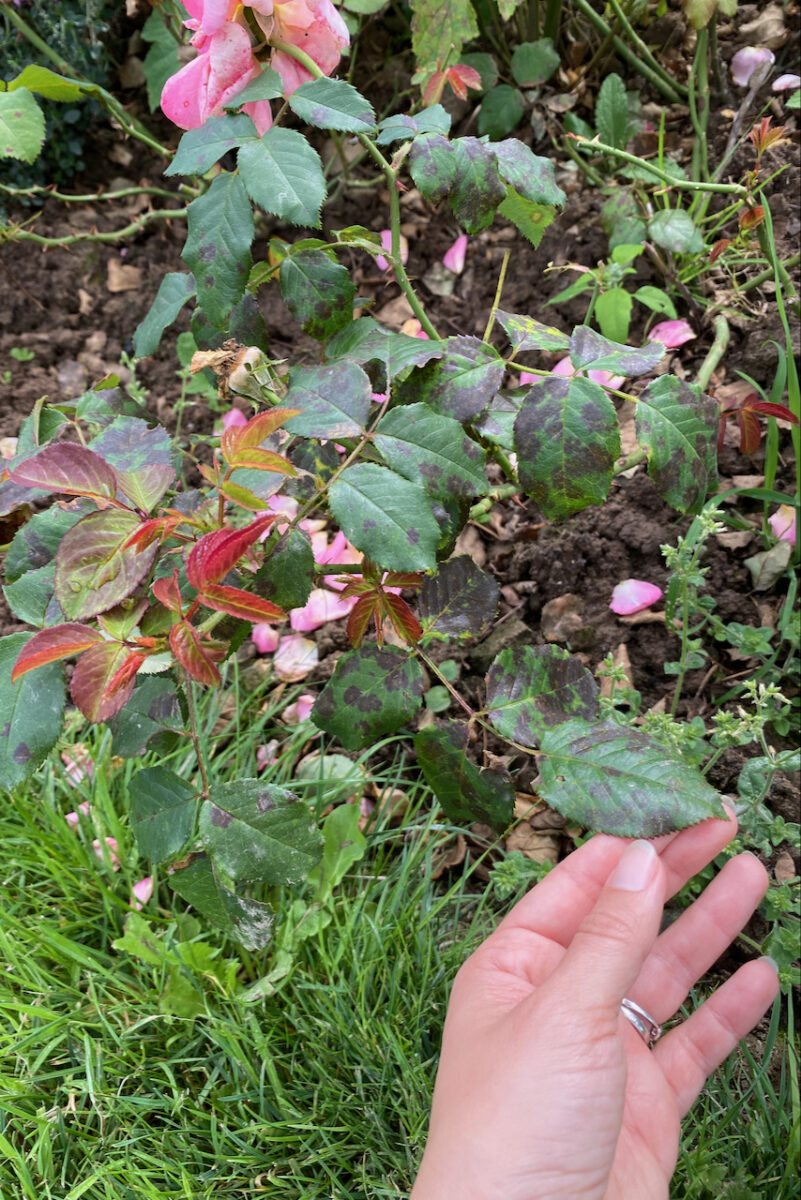 5 Important Fall Jobs For Everyone Growing Roses