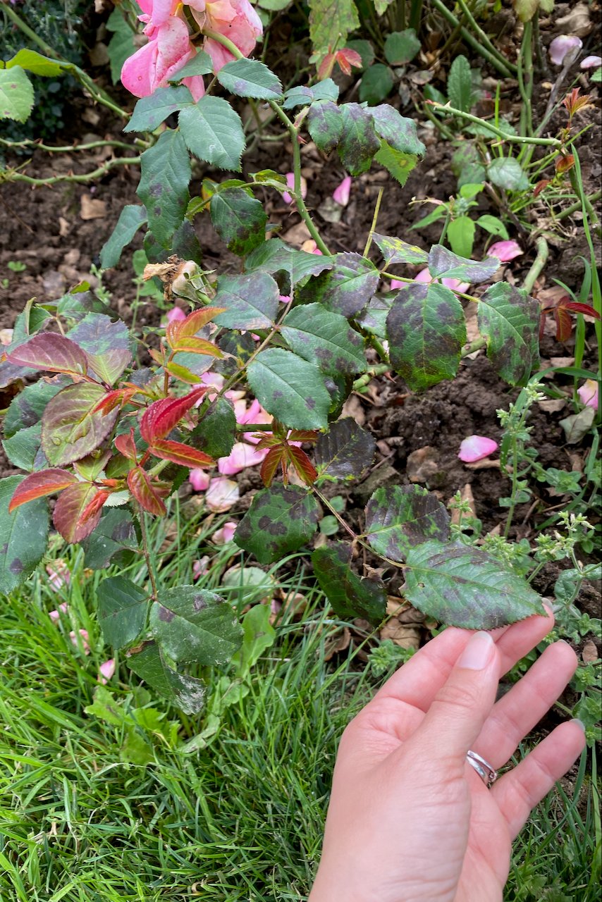 woman's hand holding a rose leaf with black spot
