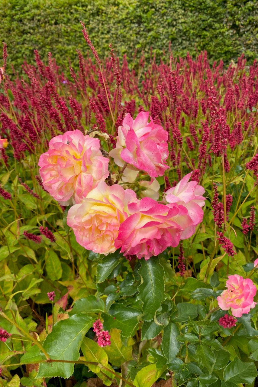 Bright pink roses in bloom