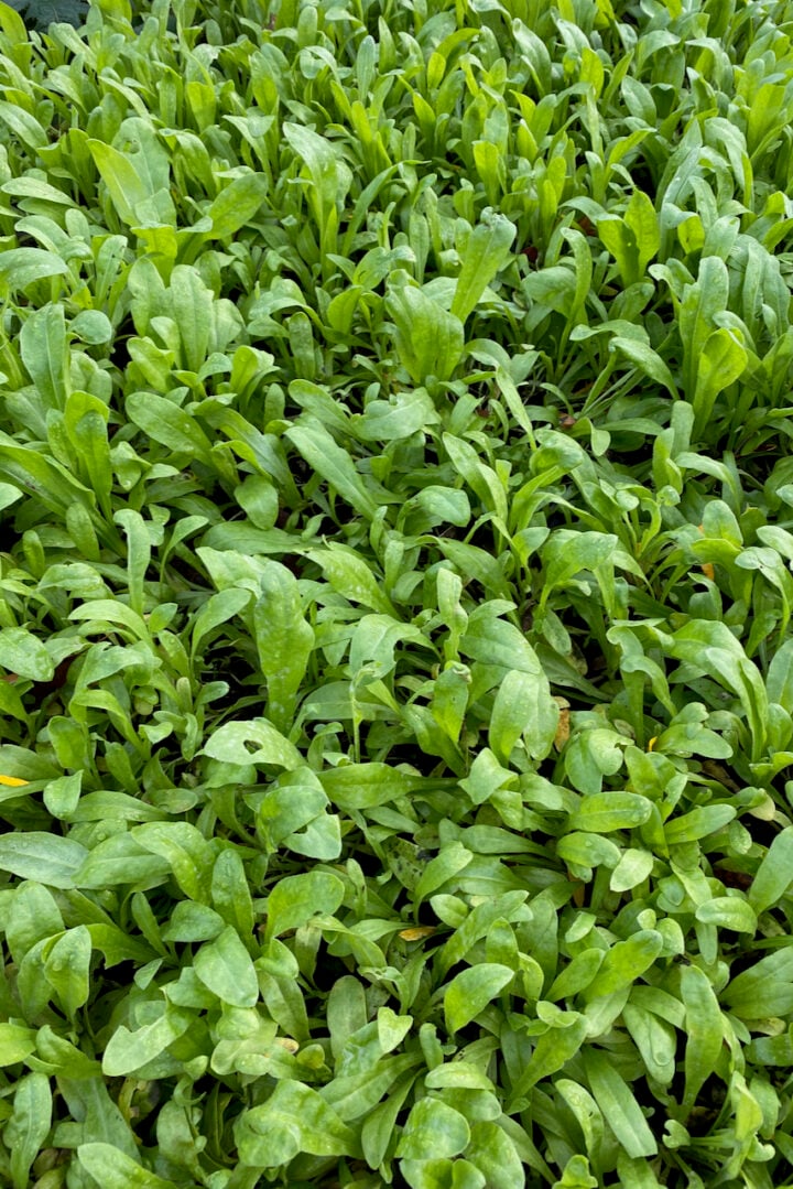 30 Flower Seeds To Sow Outside This Fall