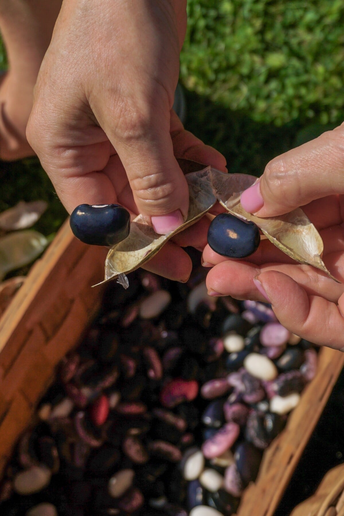 Woman's hand shelling dried beans