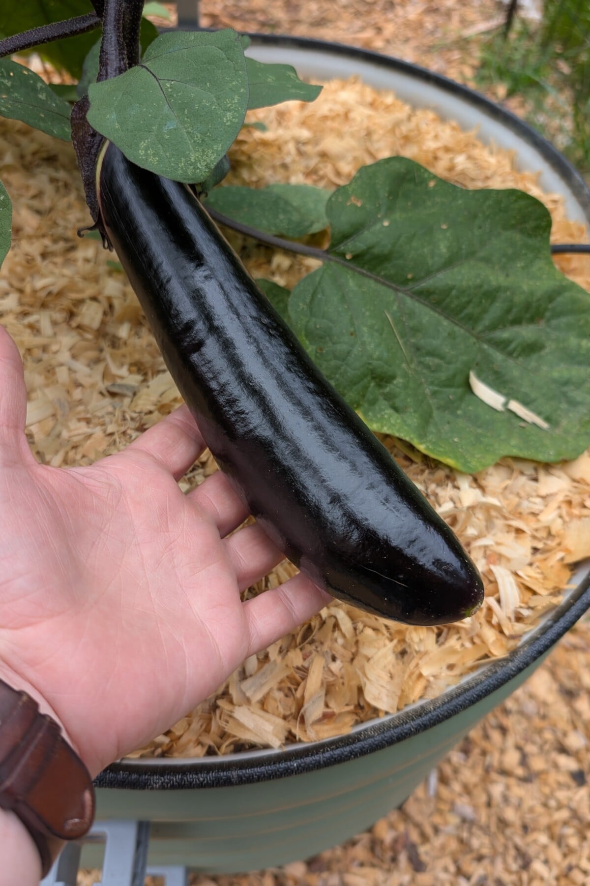 Woman's hand holding eggplant