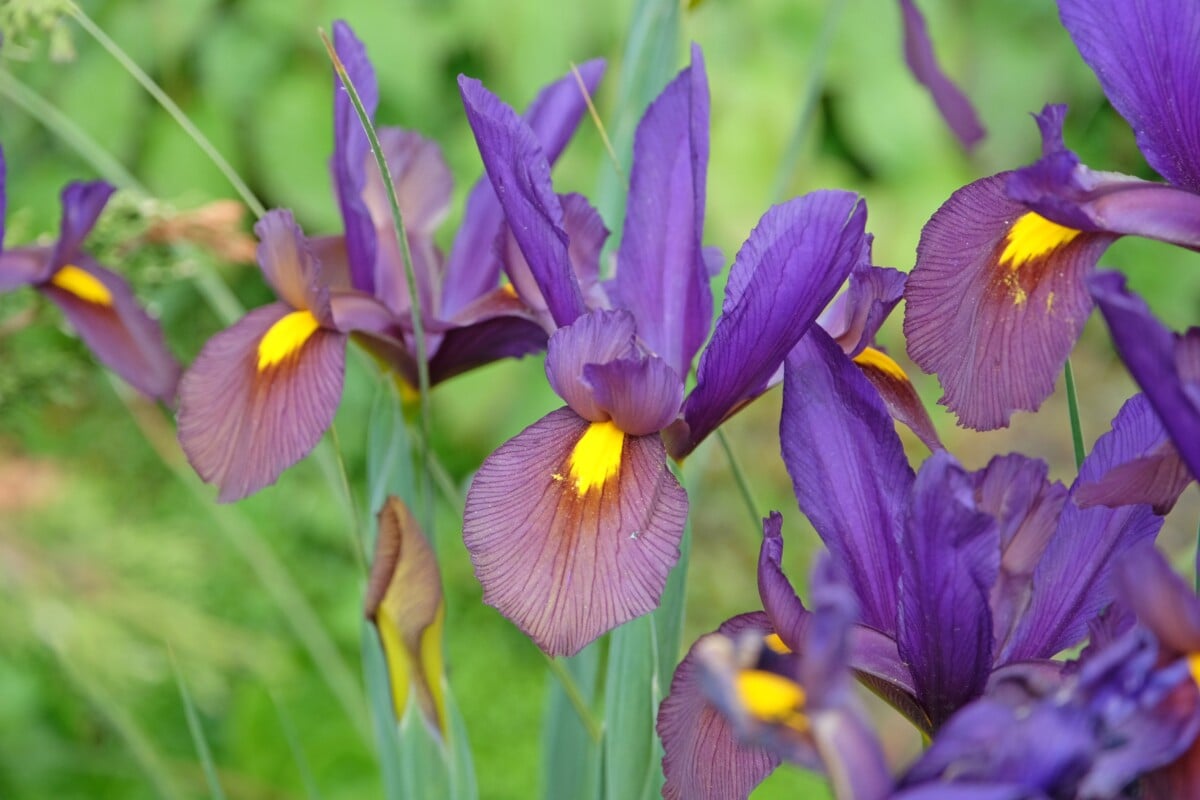 Dutch iris