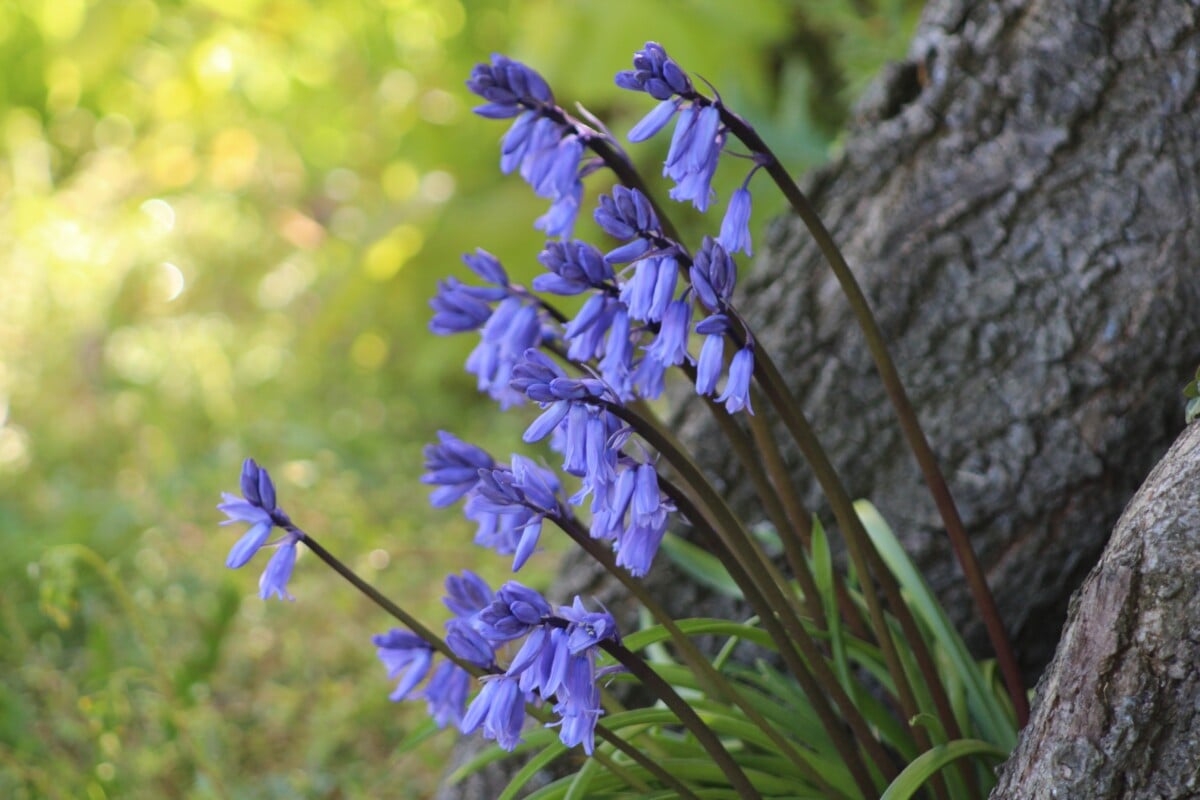 English Bluebells