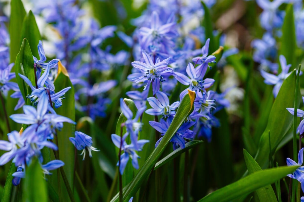 Siberian Squill (Scilla siberica)