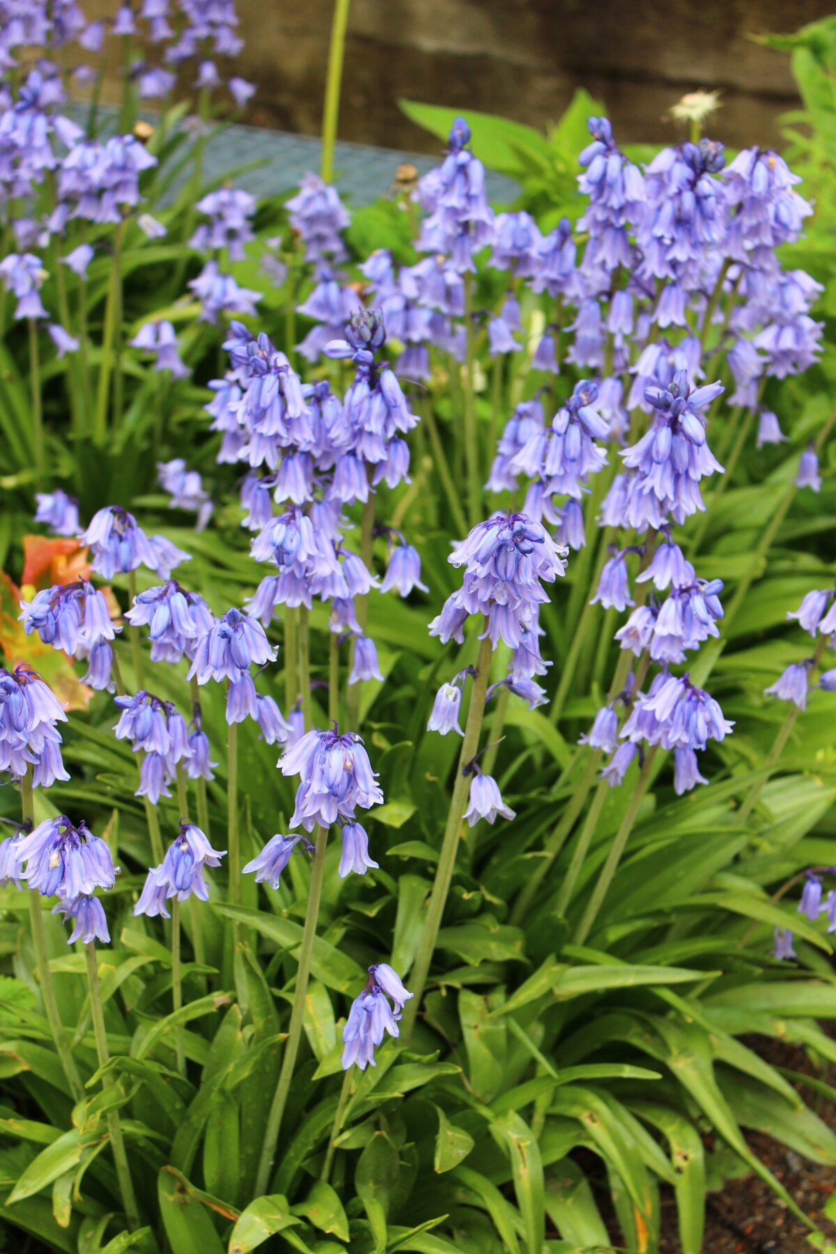 Spanish Bells (Hyacinthoides hispanica)