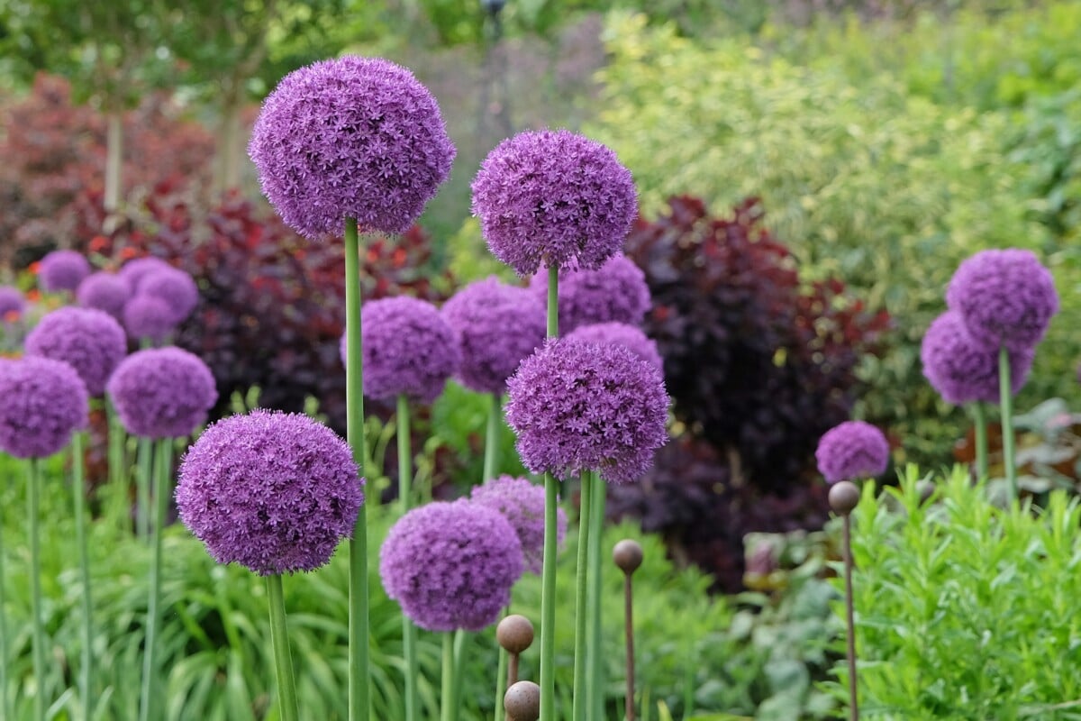 Allium giganteum