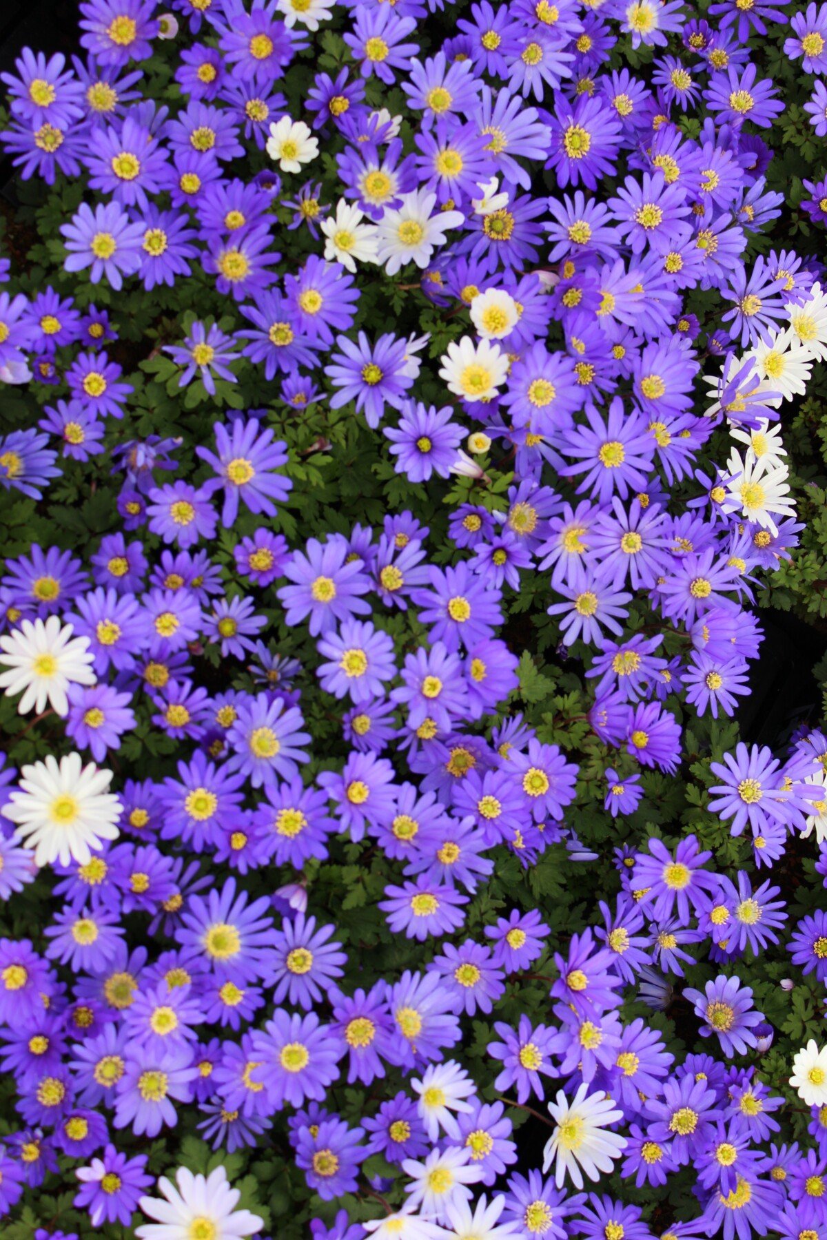 Anemone blanda