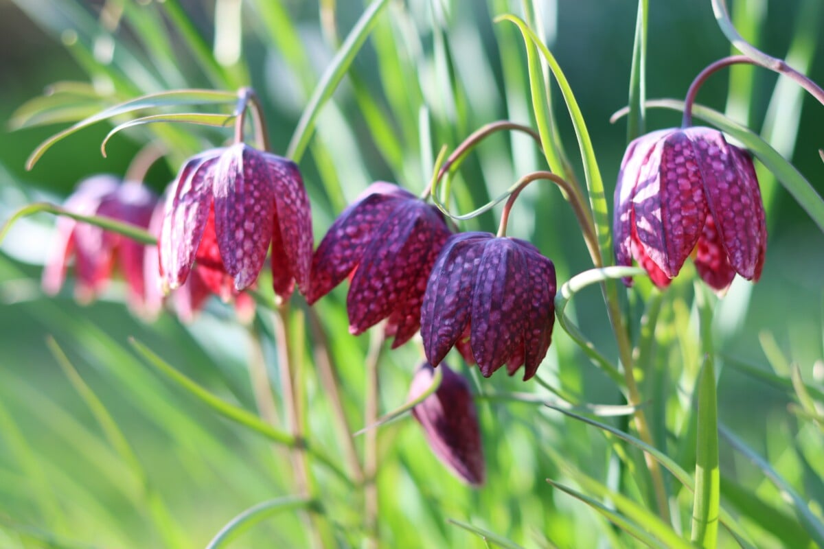 Fritillaria
