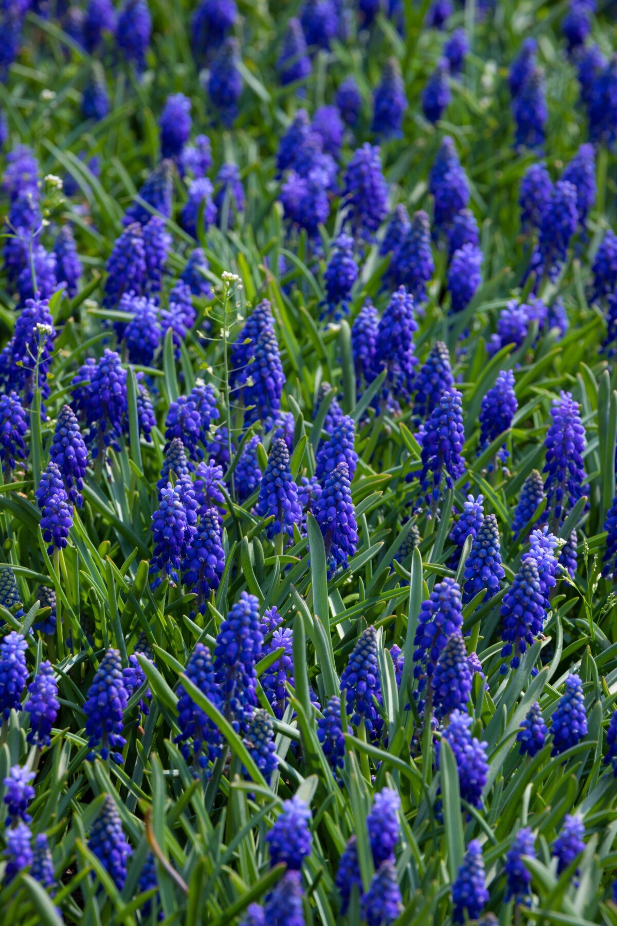 Grape Hyacinths (Muscari)