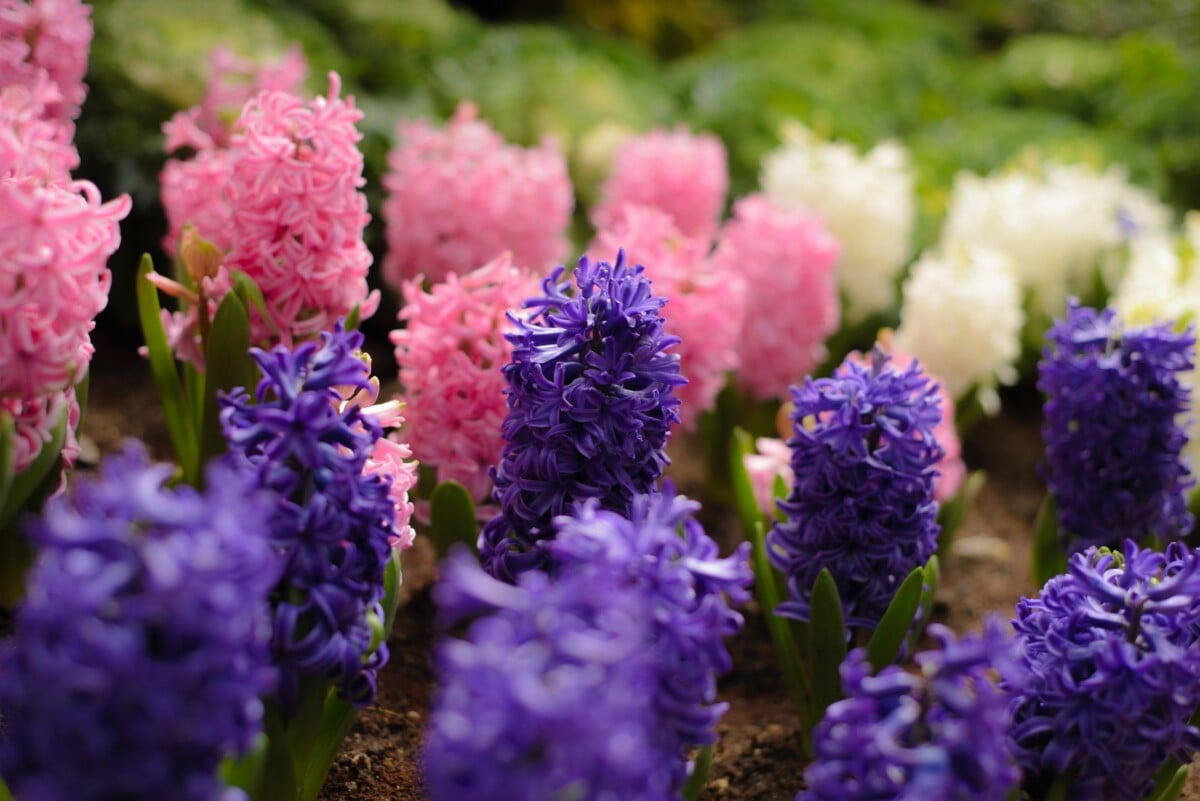 Hyacinths (Hyacinth orientalis)