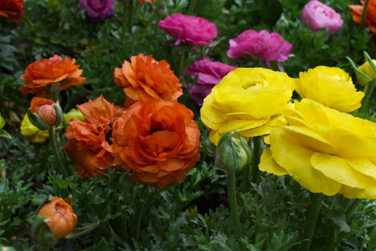 Ranunculus