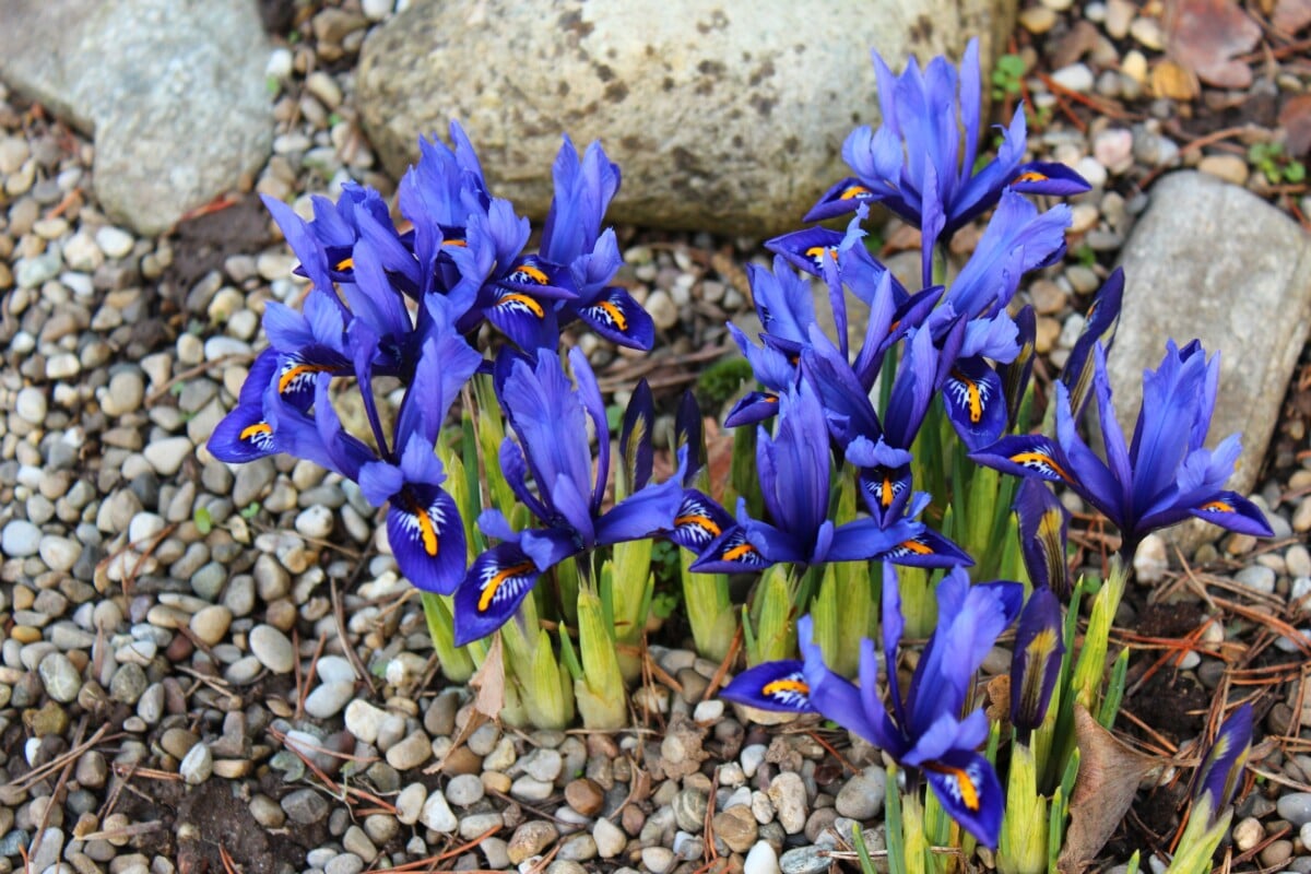 Reticulated Iris (Iris reticulata)