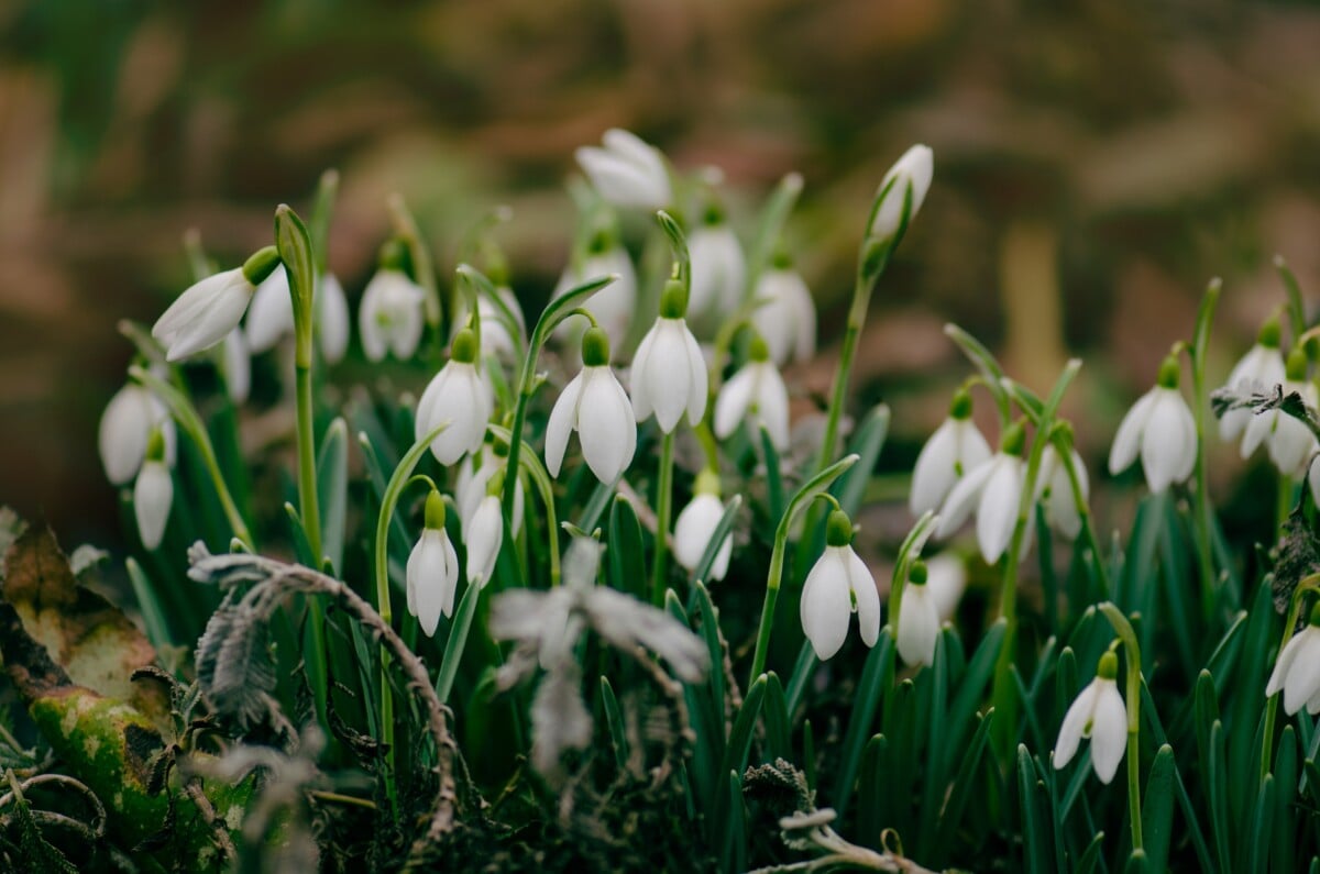 Snowdrops (Galanthus spp.)