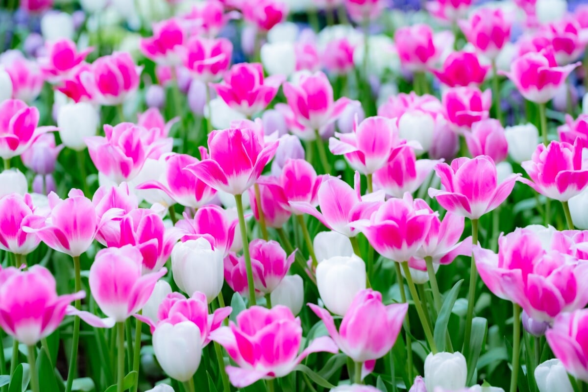 Tulips (Tulipa spp.)