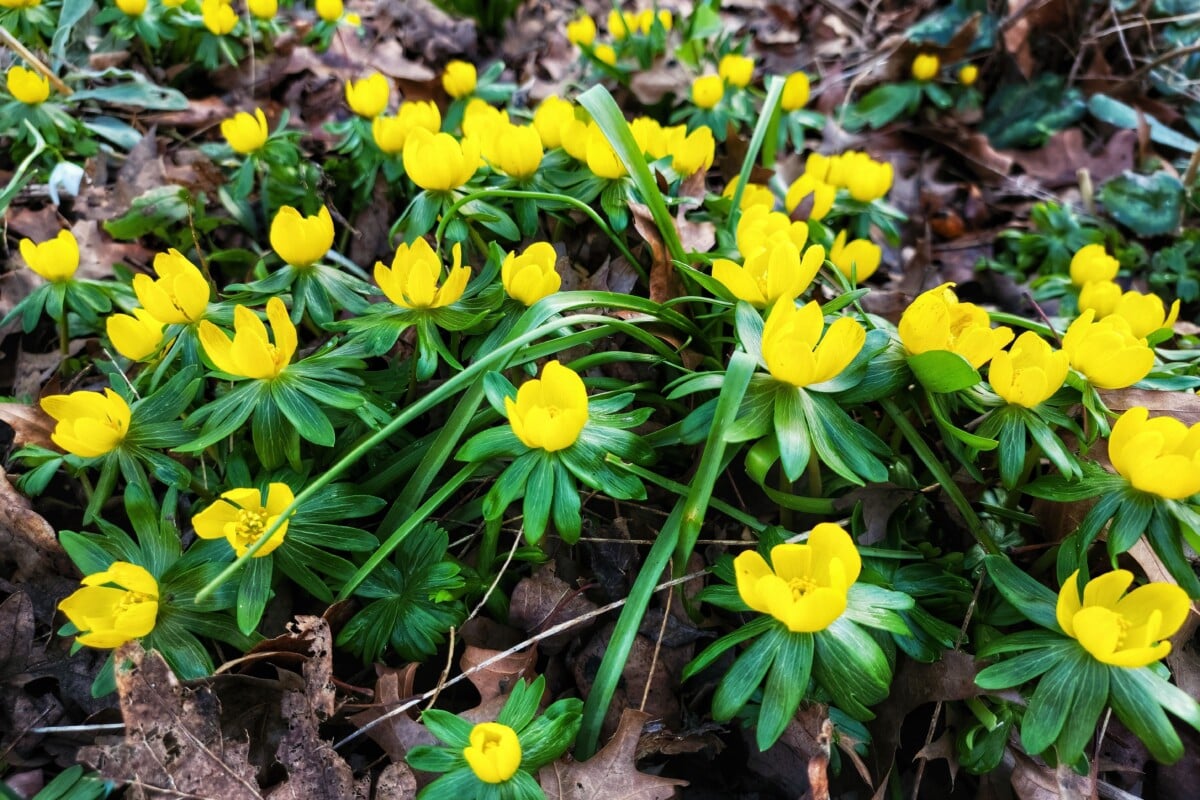 Winter Aconite (Eranthis hyemalis)