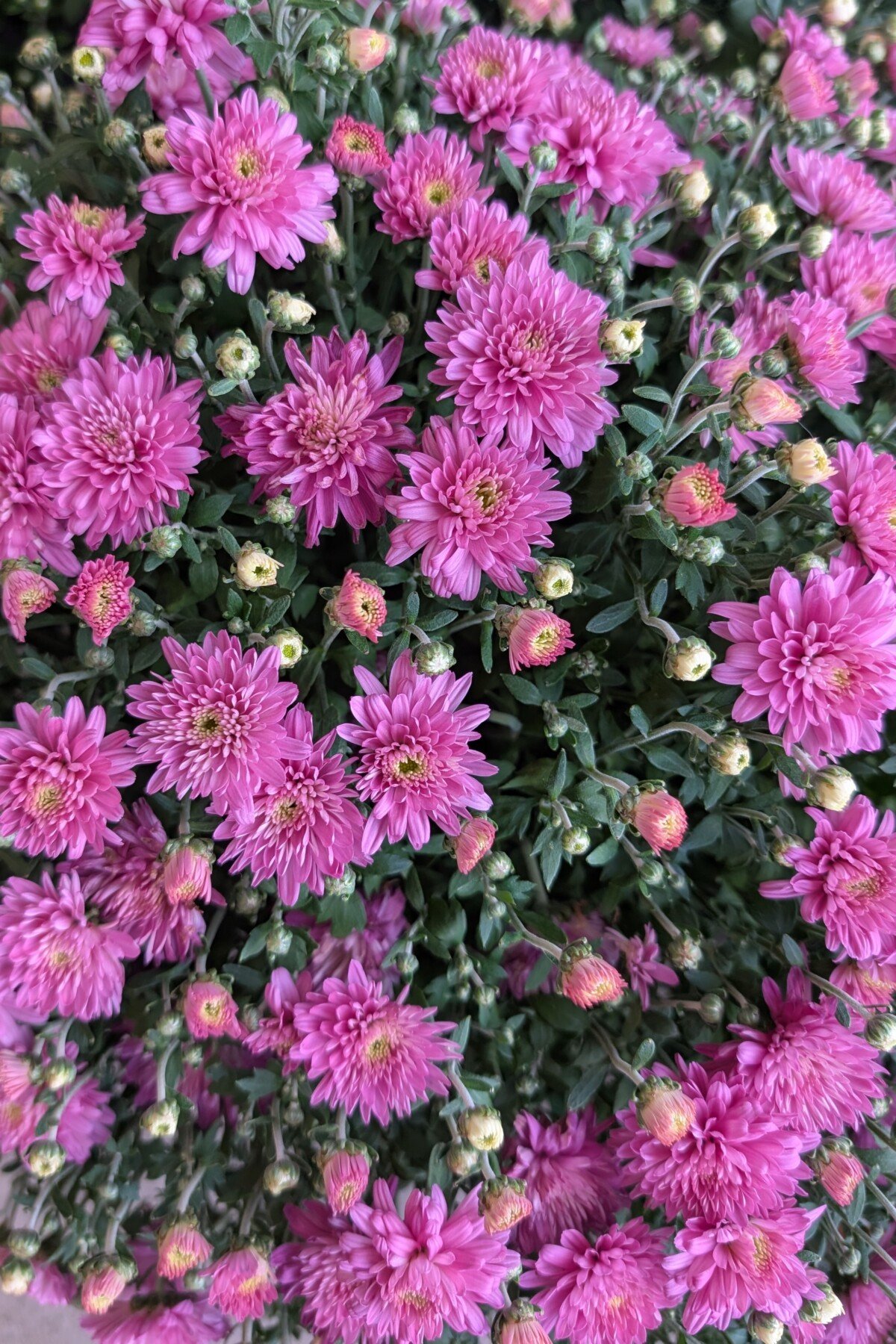 Purple mums