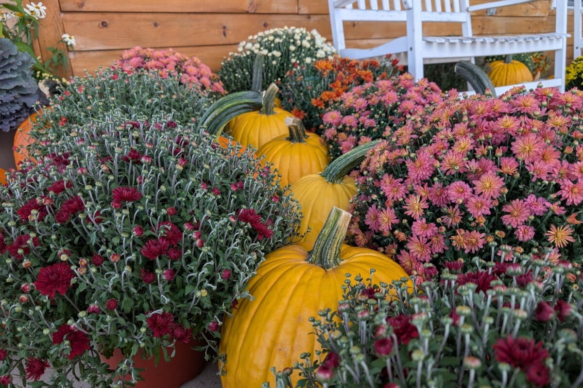 Mums and pumpkins