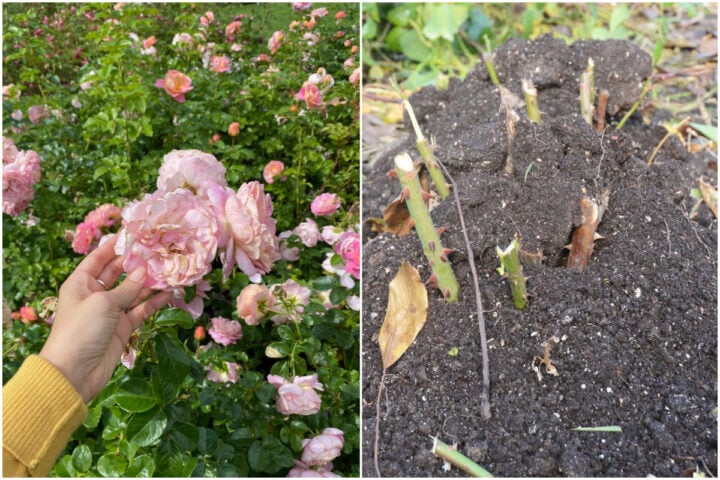 5 Important Fall Jobs For Everyone Growing Roses