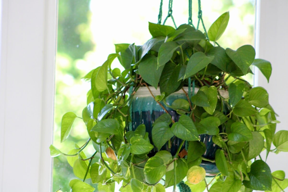 hanging pothos plant