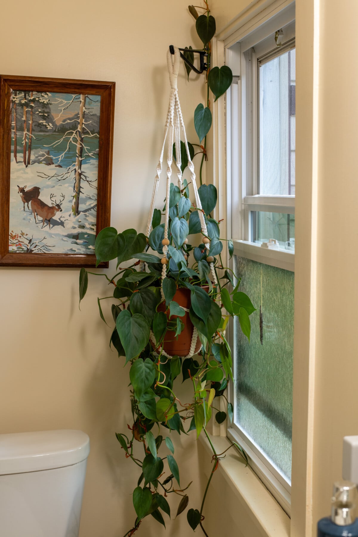 Heartleaf philodendrop