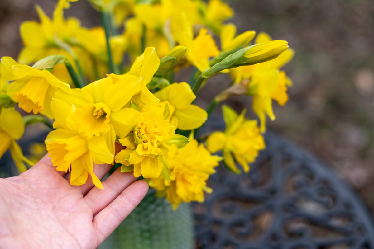 Narcissus spp.