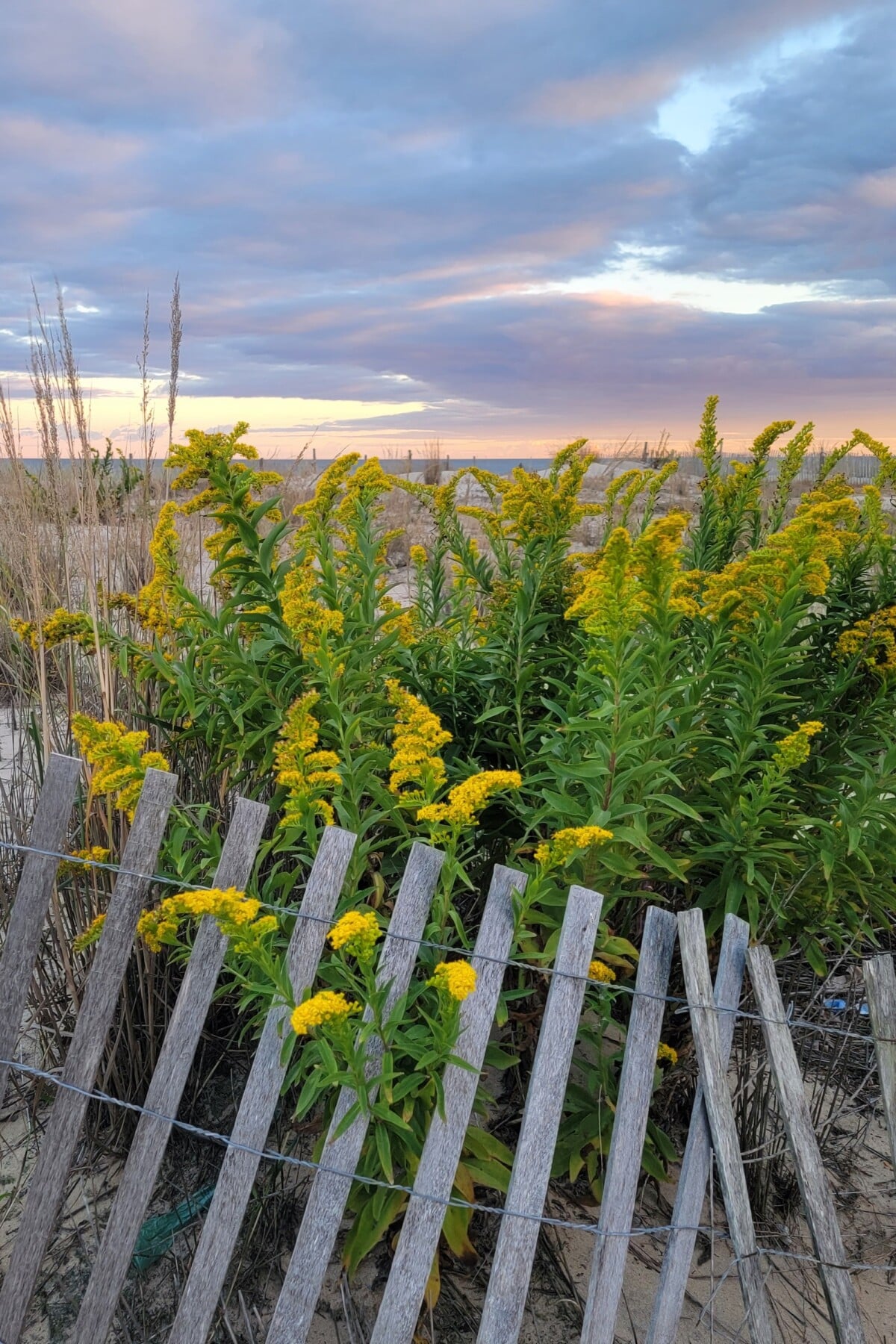 Goldenrod (Solidago spp.)
