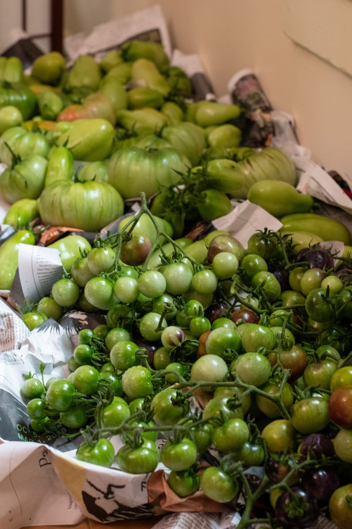 Green tomatoes on newspaper