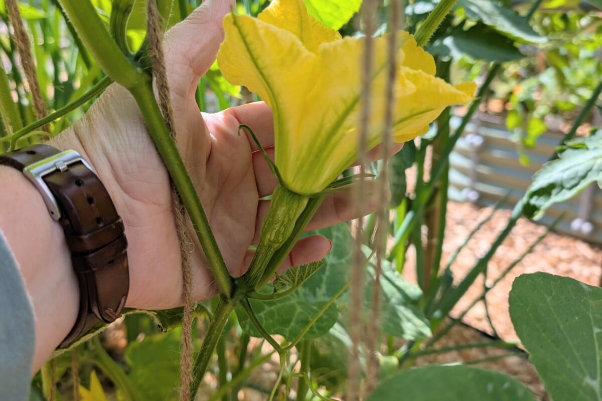 Woman's hand holding a female honeyhut flower.